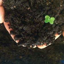 Organic Potting Mix