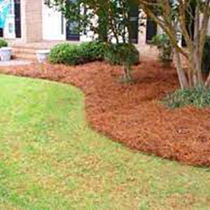 Pine Straw